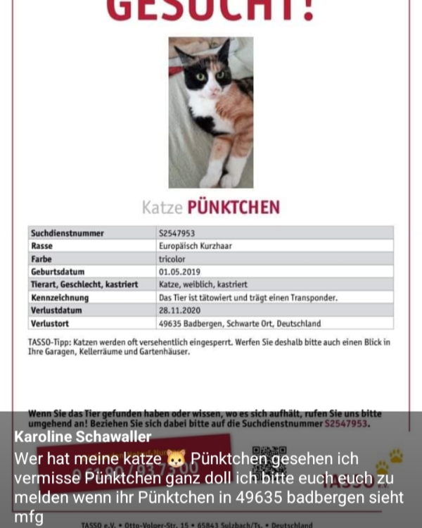 Missing Cat - Badbergen