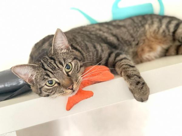 Missing Cat - Schneverdingen