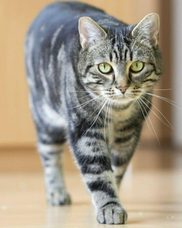 Missing Cat - Mallersdorf-Pfaffenberg