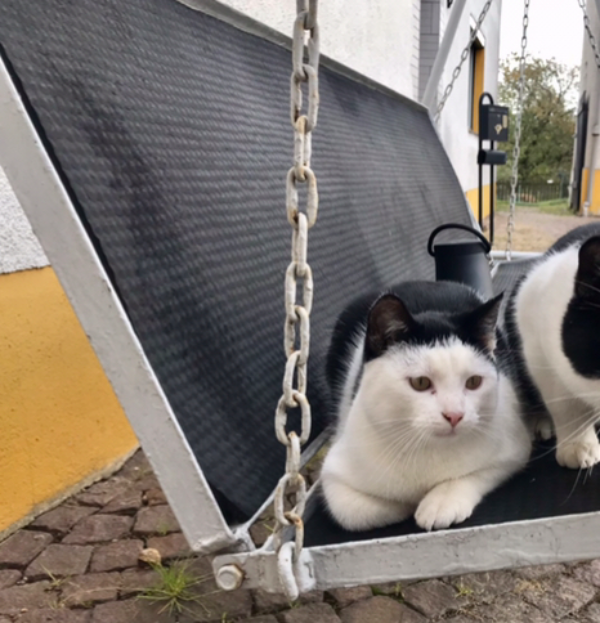 Found Cat - Gersdorf