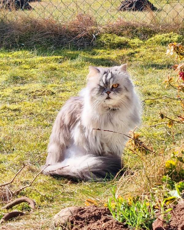 Missing Cat - Bröthen