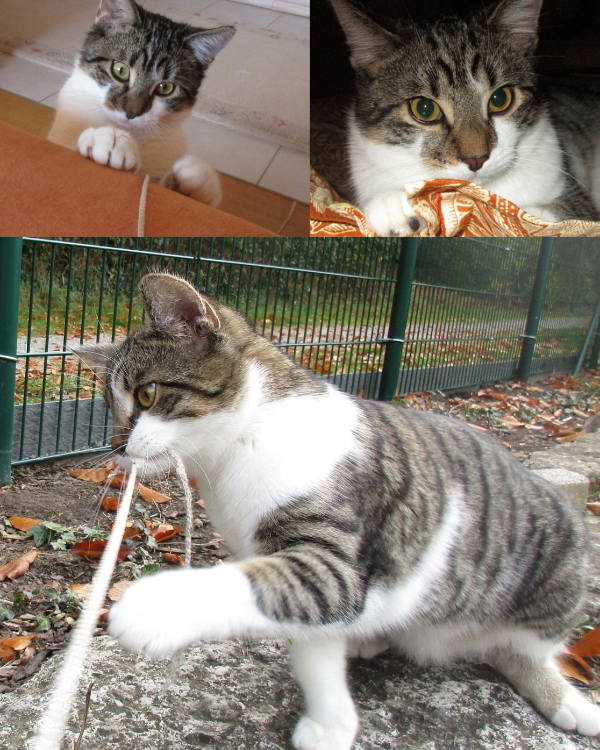 Found Cat - Bad Griesbach im Rottal