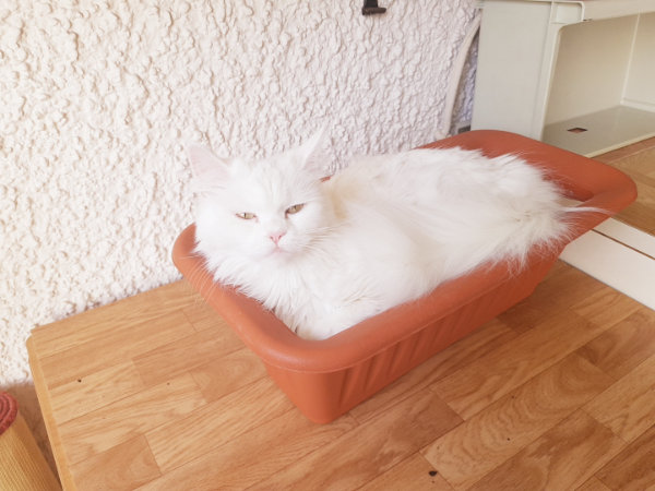 Found Cat - Nassenfels