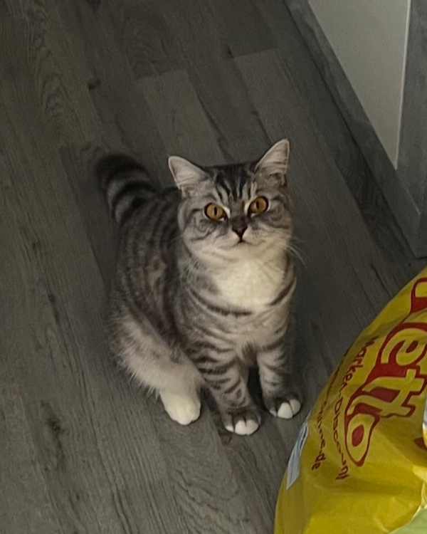 Missing Cat - Berlin