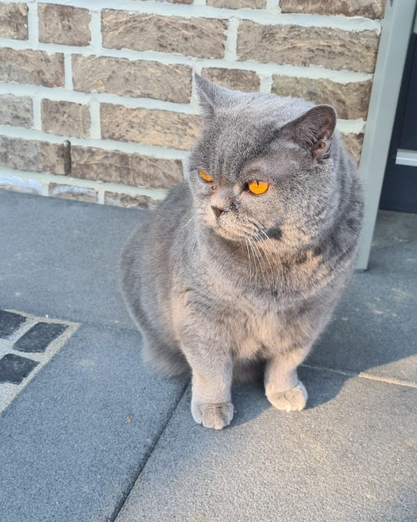 Missing Cat - Kreuztal