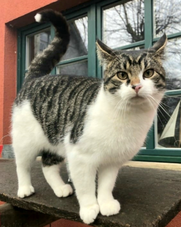 Missing Cat - Stralsund