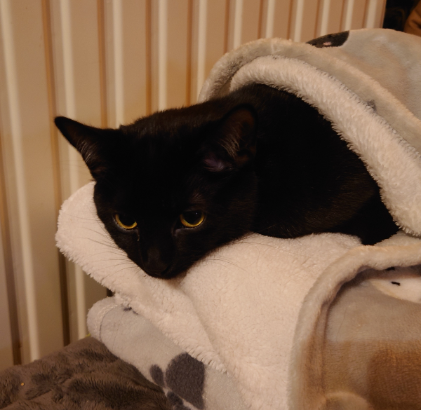 Found Cat - Ahrensbök