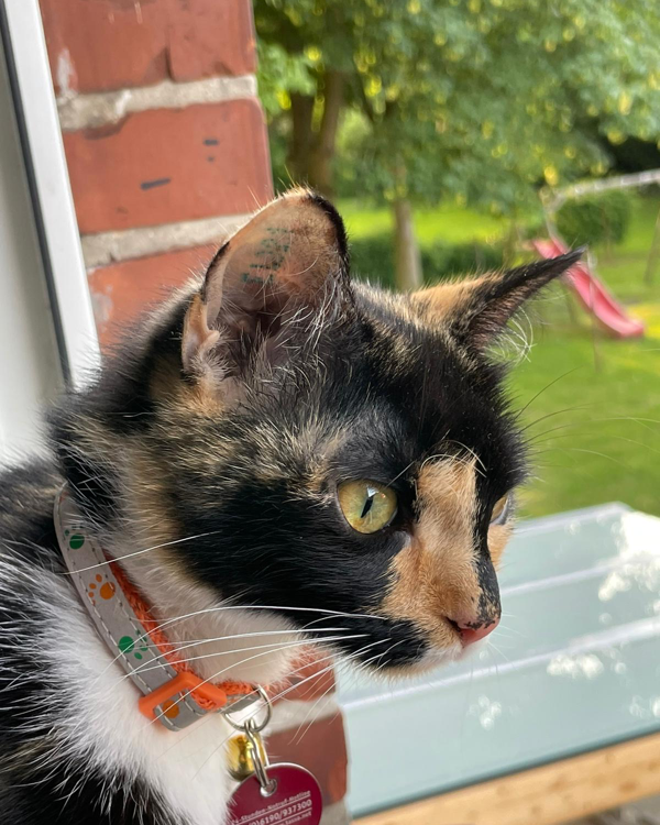 Missing Cat - Werlte