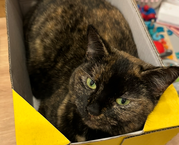 Found Cat - Eppendorf