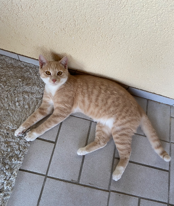 Found Cat - Haundorf