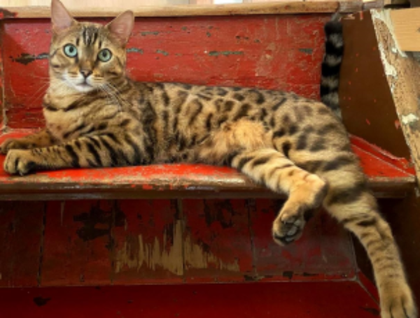 Missing Cat - Hirzenhain