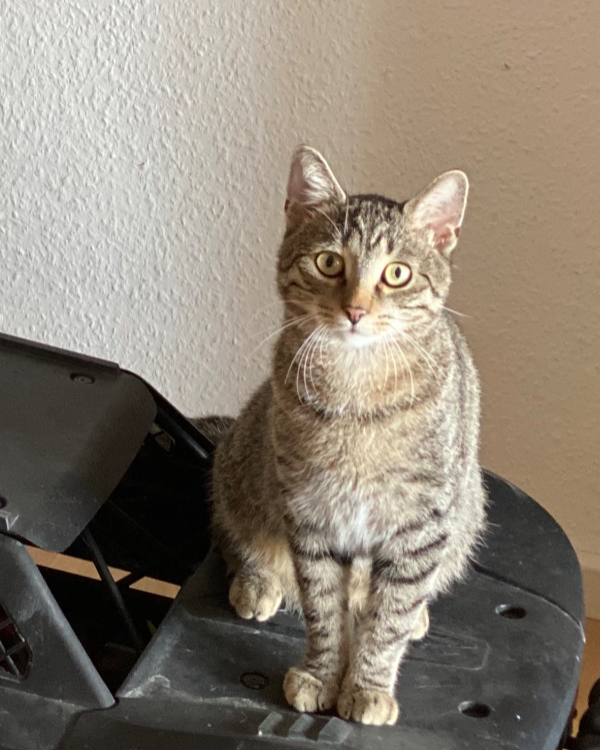 Missing Cat - Sangerhausen