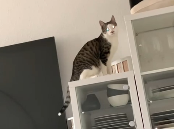 Missing Cat - Meppen