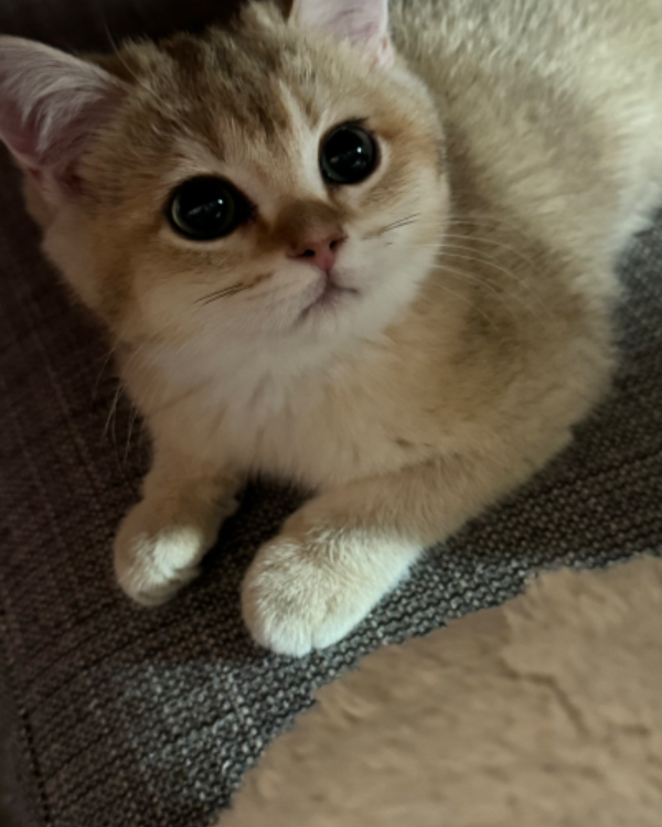 Found Cat - Salzkotten