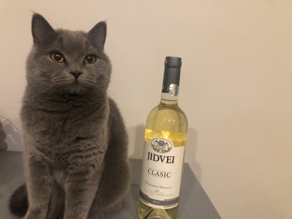 Found Cat - Gößweinstein