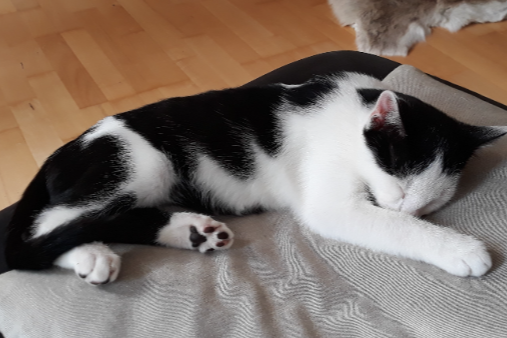 Missing Cat - Bad Kreuznach