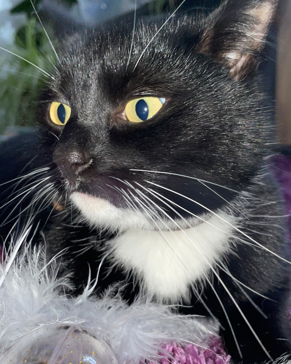 Missing Cat - Meppen