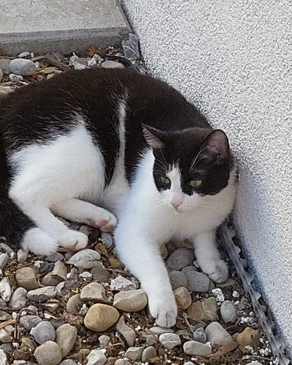 Missing Cat - Lauchheim