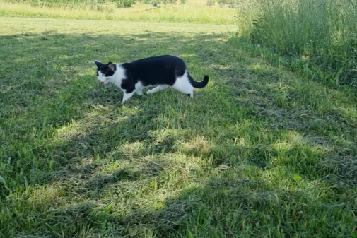 Missing Cat - Unknown