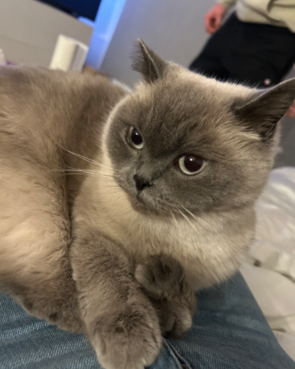 Missing Cat - Birkenfeld