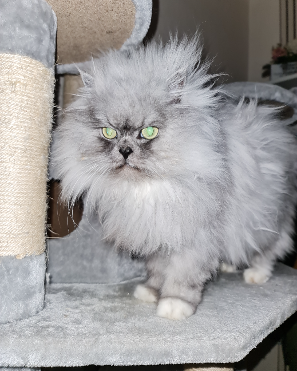 Found Cat - Bad Hersfeld