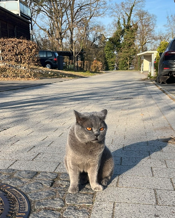 Missing Cat - Waren (Müritz)