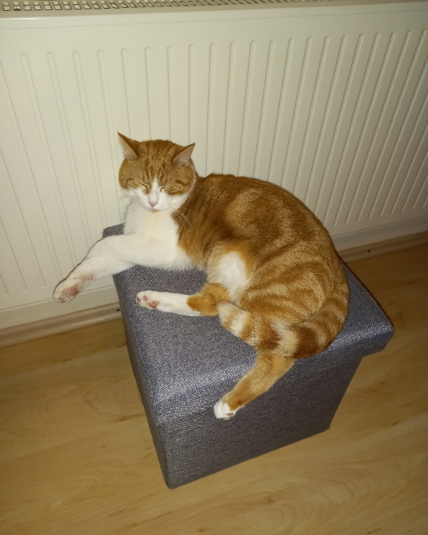 Missing Cat - Binswangen