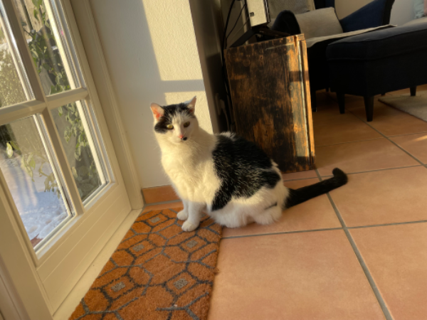 Found Cat - Holzdorf