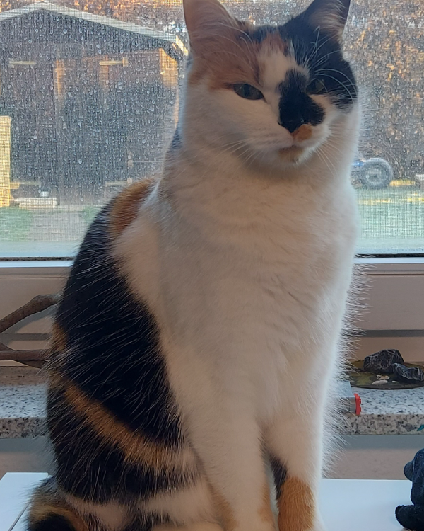 Found Cat - Denzlingen