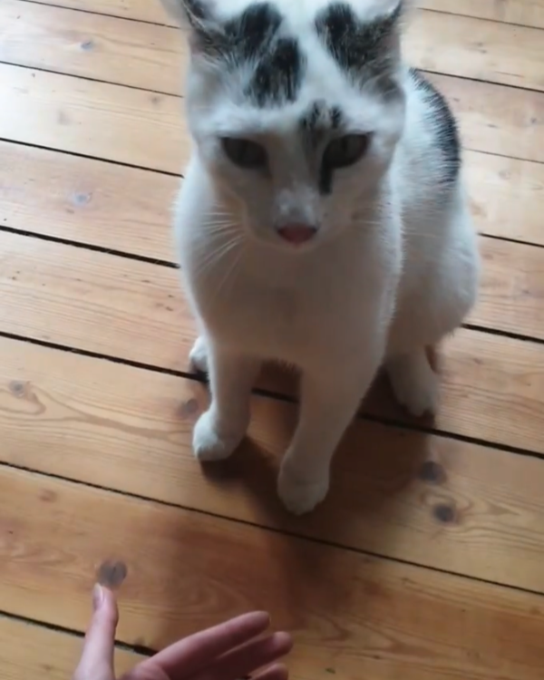 Missing Cat - Hoyerhagen