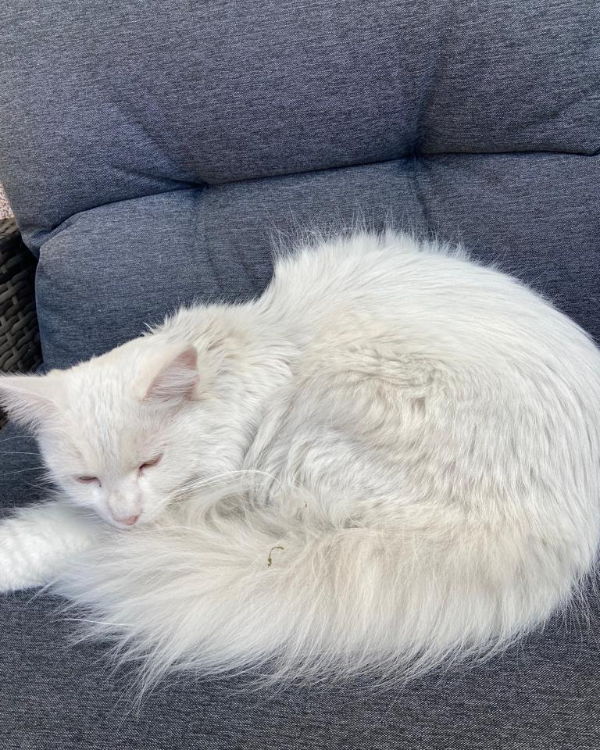 Missing Cat - Eberswalde