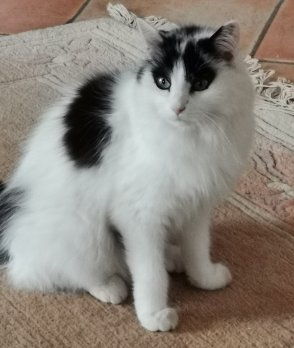 Found Cat - Burgwedel