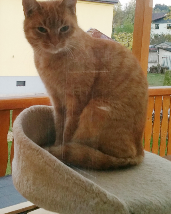 Missing Cat - Waltershausen