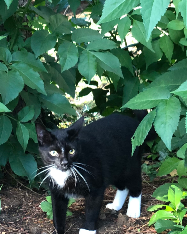 Found Cat - Grömitz