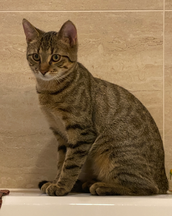 Missing Cat - Unstruttal