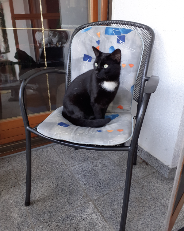 Missing Cat - Affing