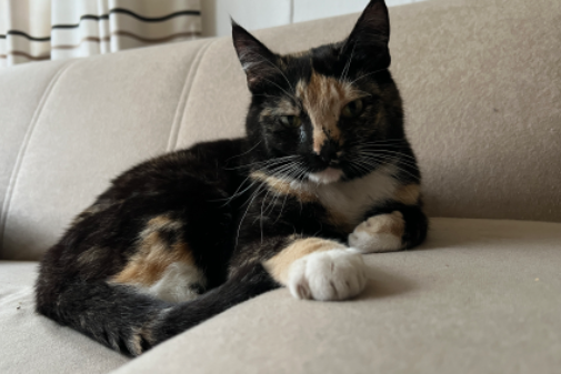 Missing Cat - Bremervörde