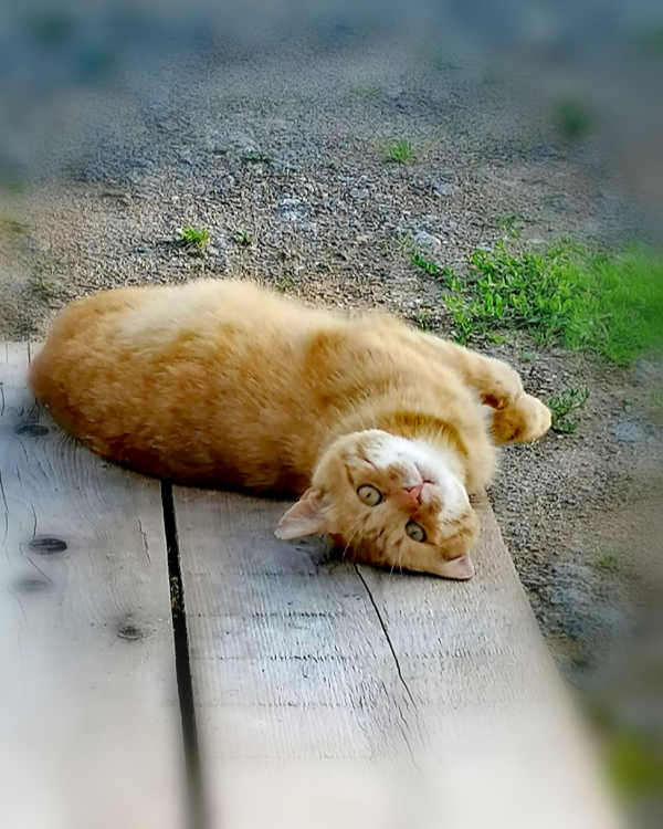 Missing Cat - Perasdorf