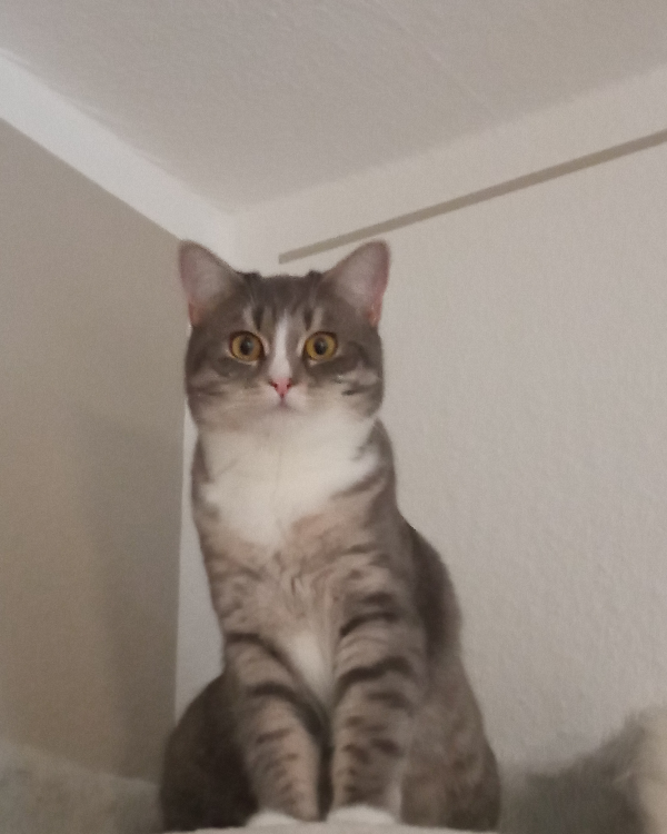 Missing Cat - Neustadt an der Aisch