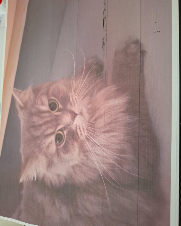 Missing Cat - Buxtehude