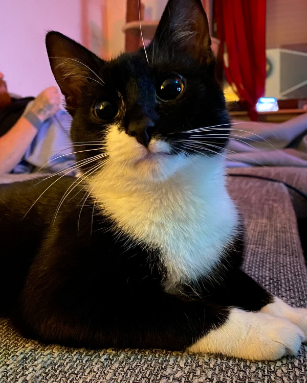 Missing Cat - Mosbach