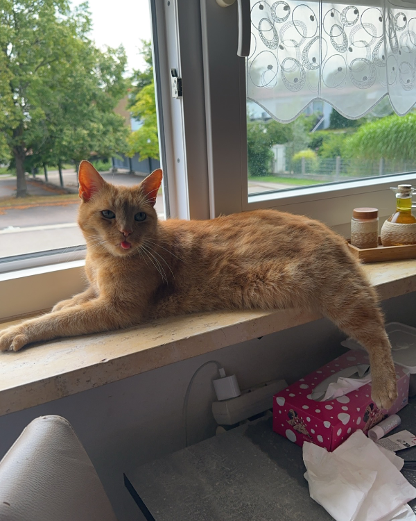 Missing Cat - Schwandorf