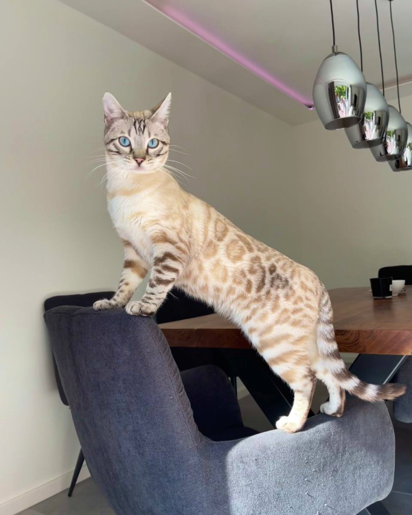 Found Cat - Puchheim