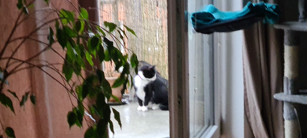 Missing Cat - Boizenburg/Elbe