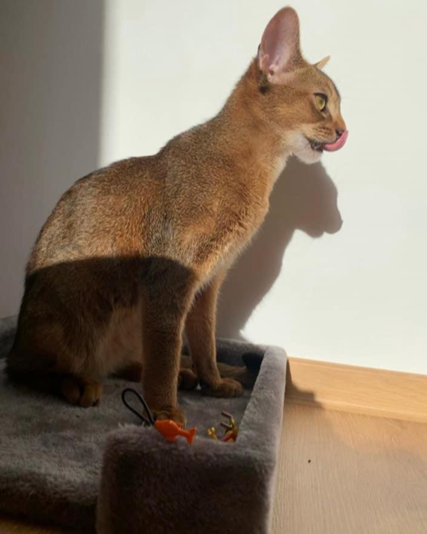 Missing Cat - Wadern