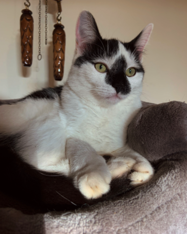 Missing Cat - Mühlen Eichsen