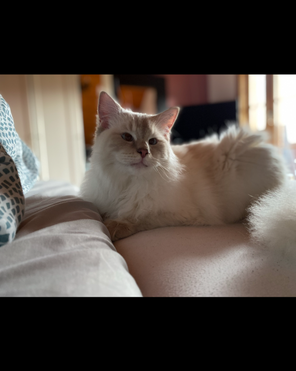 Missing Cat - Morbach