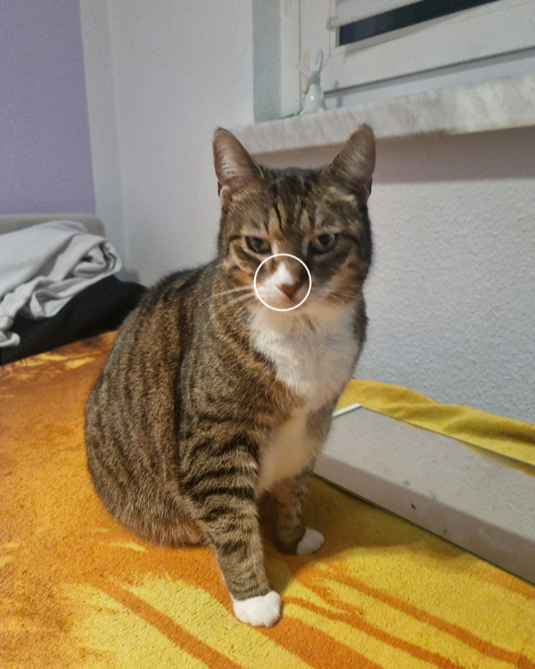 Missing Cat - Eberswalde