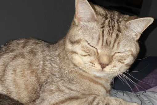 Missing Cat - Unknown