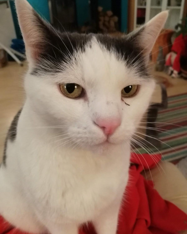 Found Cat - Burgheim